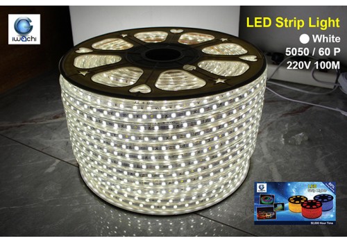 IWACHI-5050-100M-60P-WH